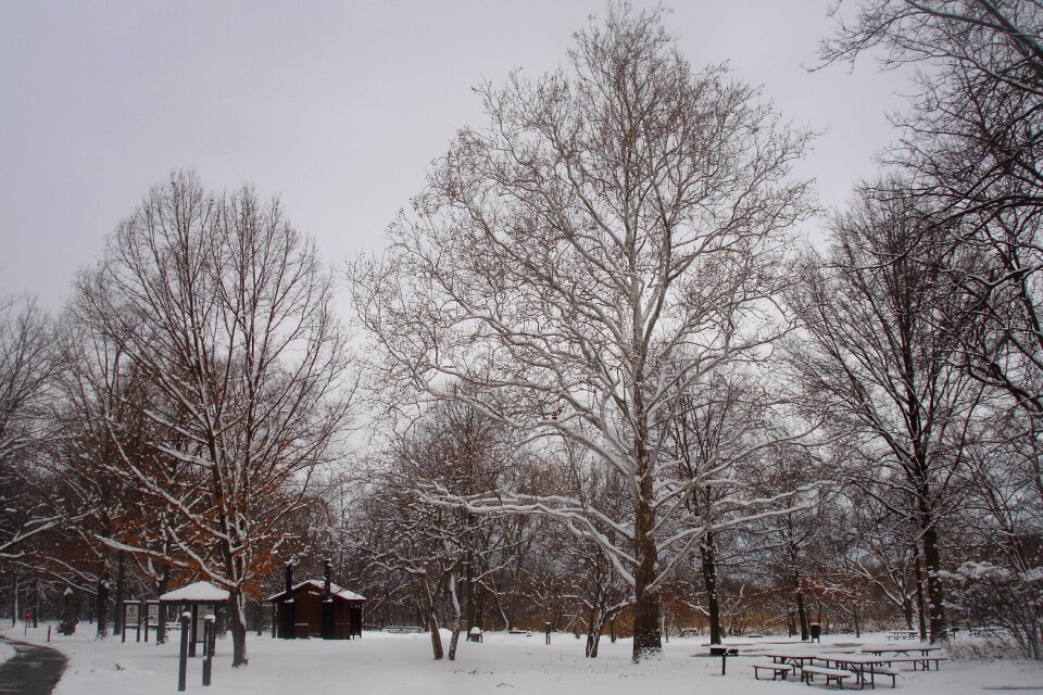 Cold trees