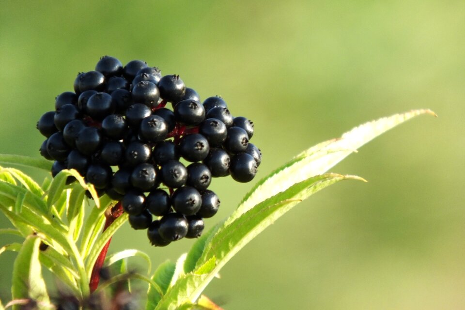 Mature without plants