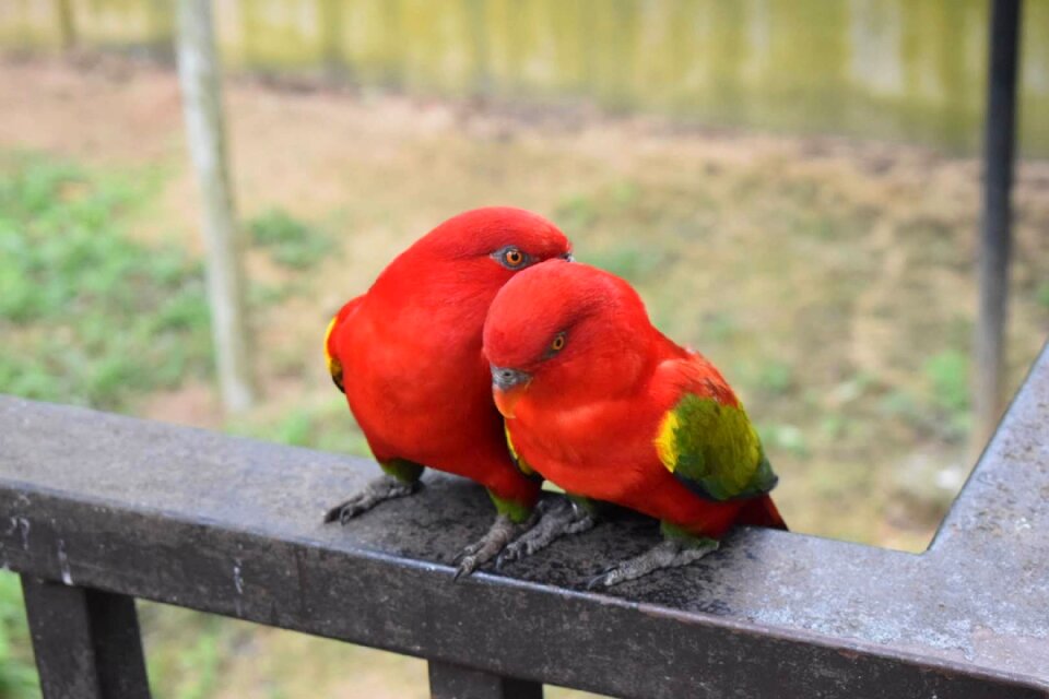 Love nature red