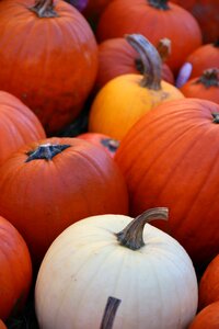 Autumn halloween orange