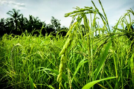 Rice information sky