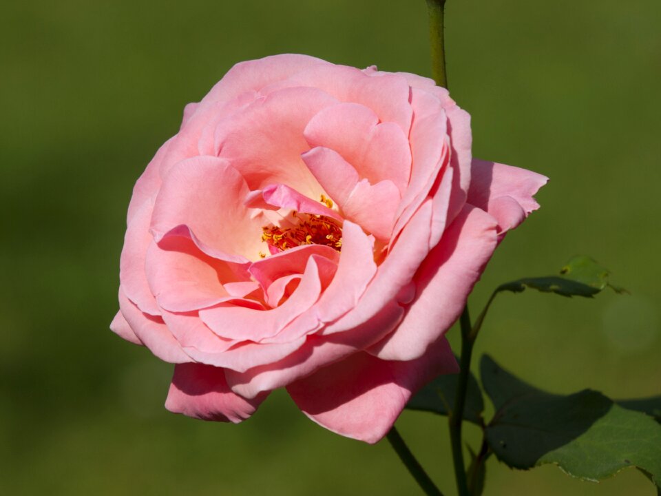 Blossom bloom queen