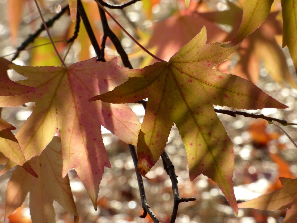 Color colorful plant