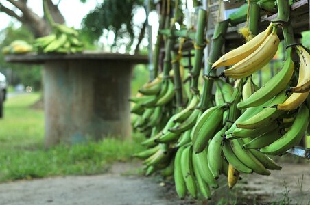 Vegetables fruit cultivation