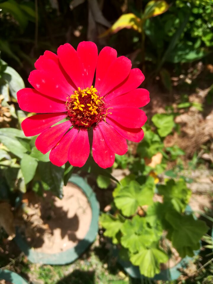Nature red