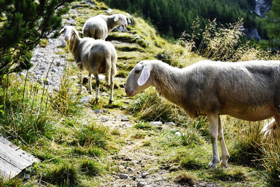 Julian alps alpine sheep nature