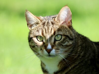 Pets domestic cat animal world