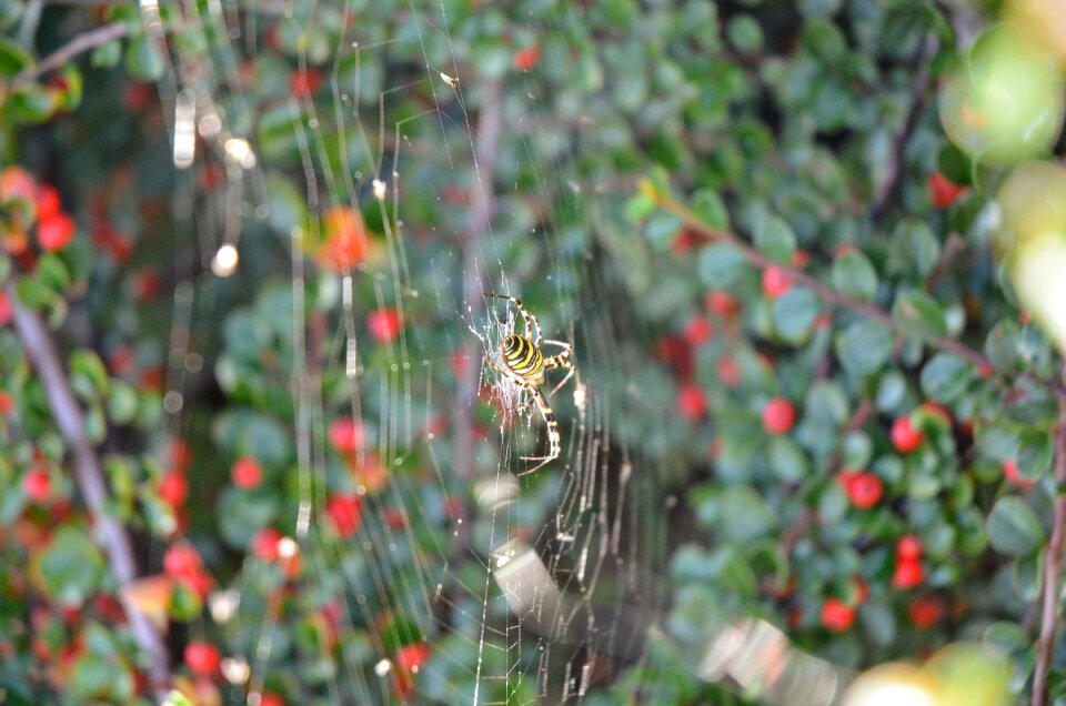 Spider autumn animals