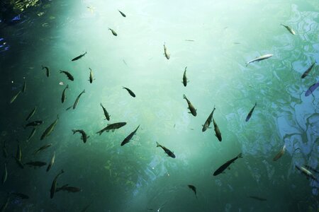 Nature lake fishes photo