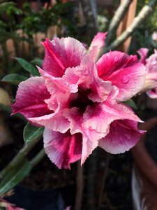 Flower orchid pink