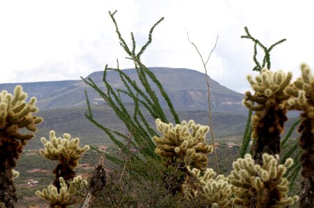Cactus mountains landscape photo