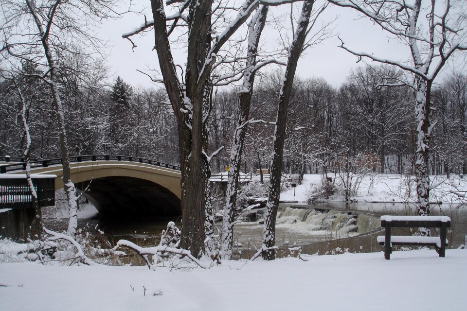 Cold trees bridge