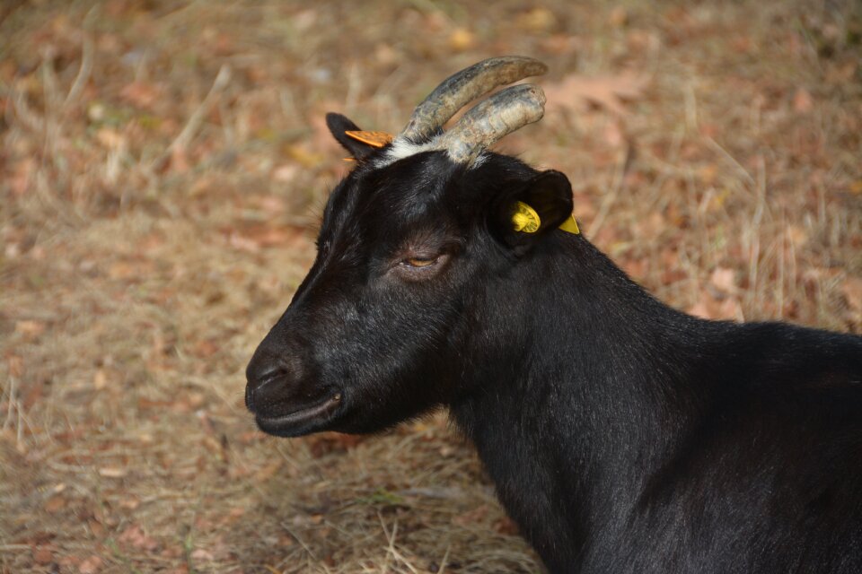 Ruminant animal cute