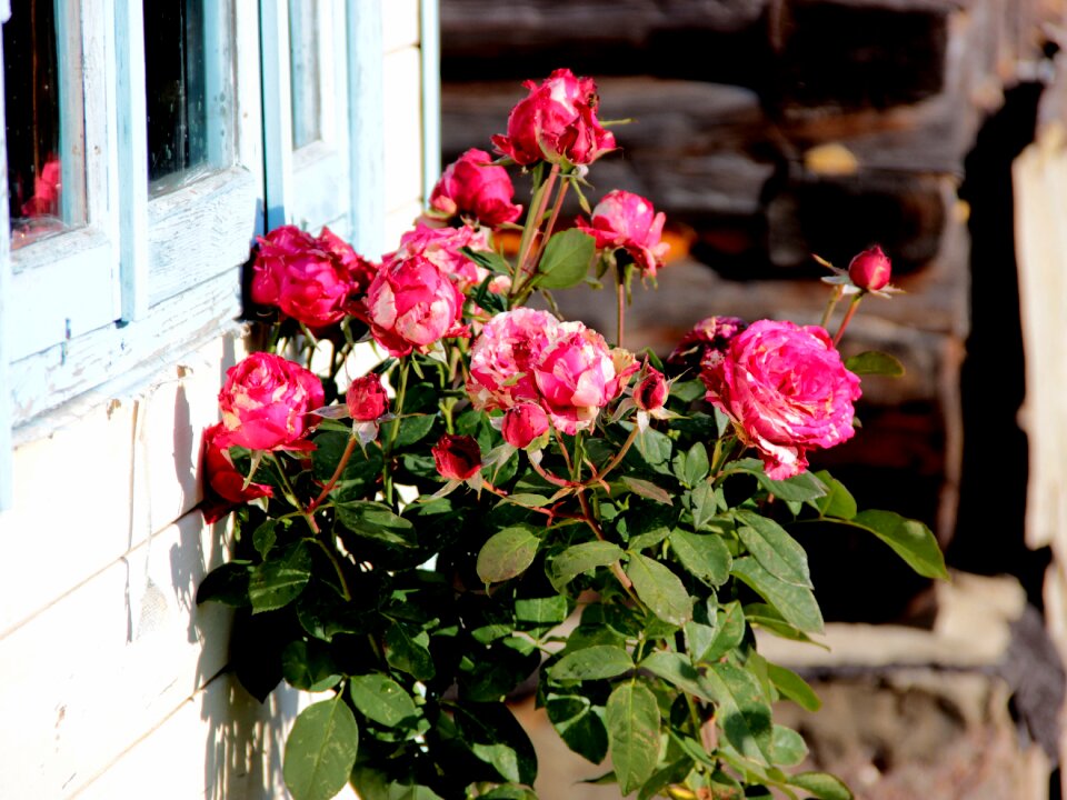 Pink flora petals