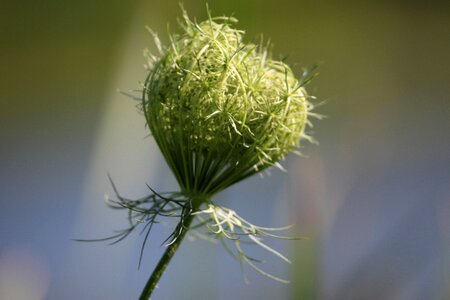 Plant meadow