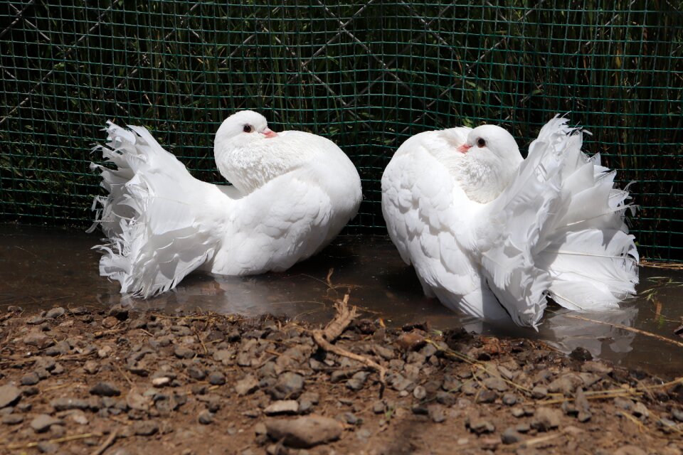 Basket with dove tail pigeons pigeon