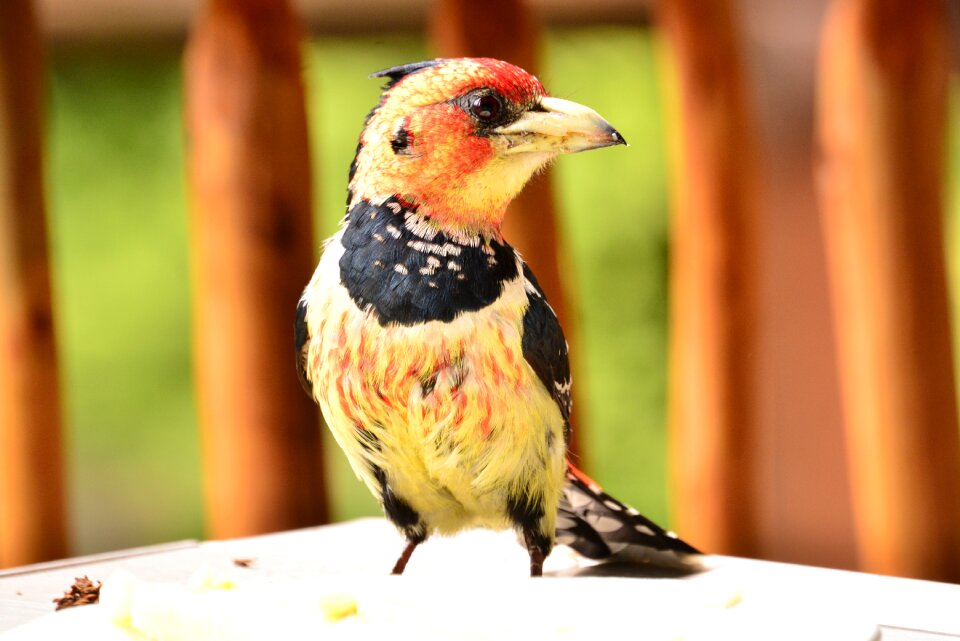 Crested barbet colorful