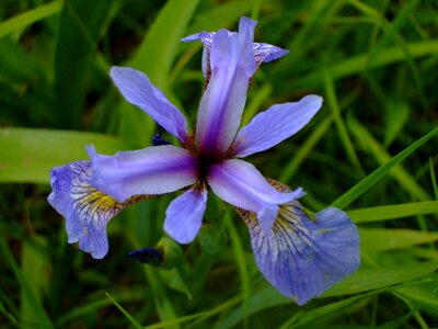Plant nature blossom
