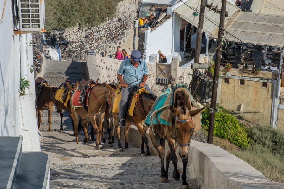 Animal summer thira