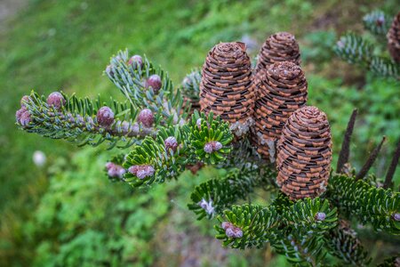 Tree conifer branch photo