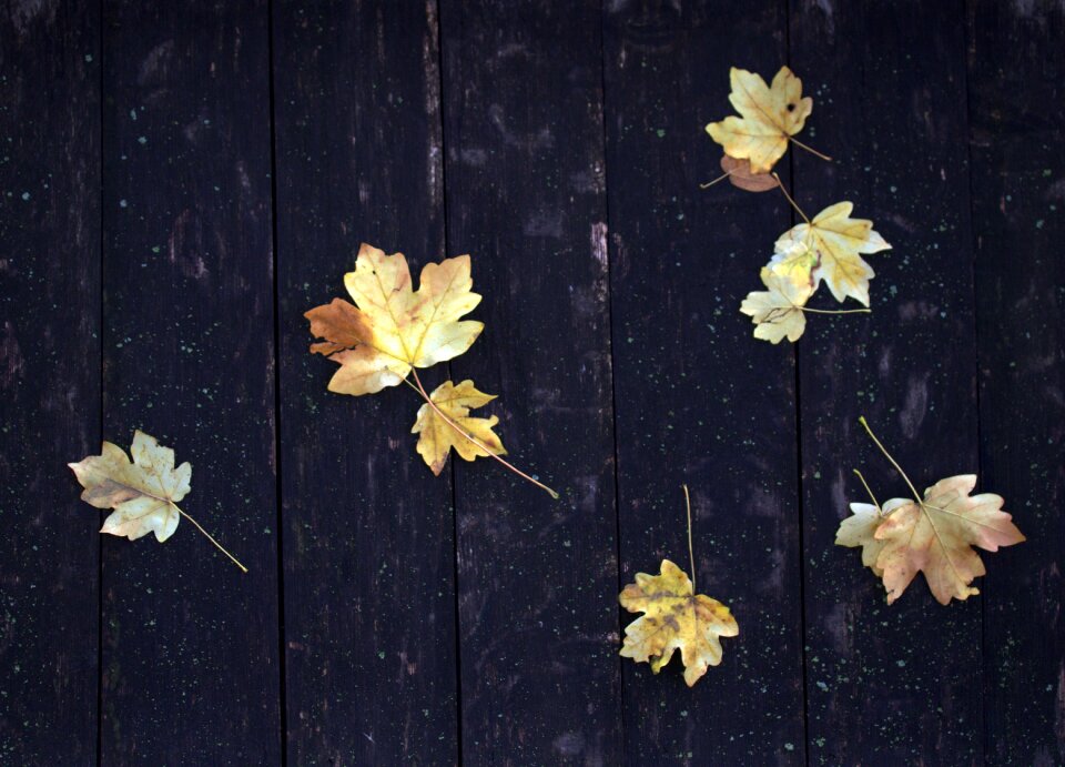 Roof wood autumn