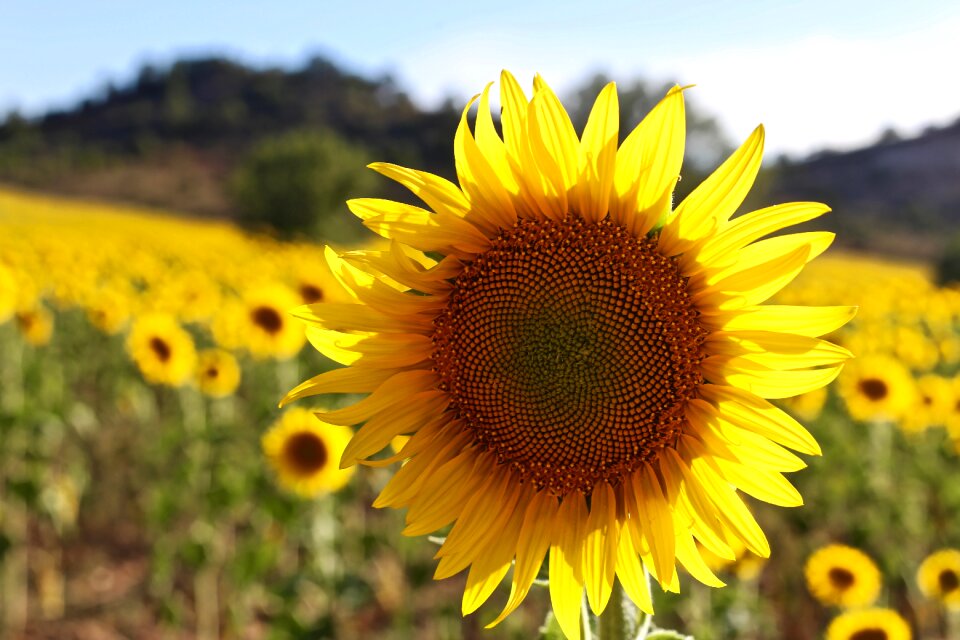 Fields plant nature