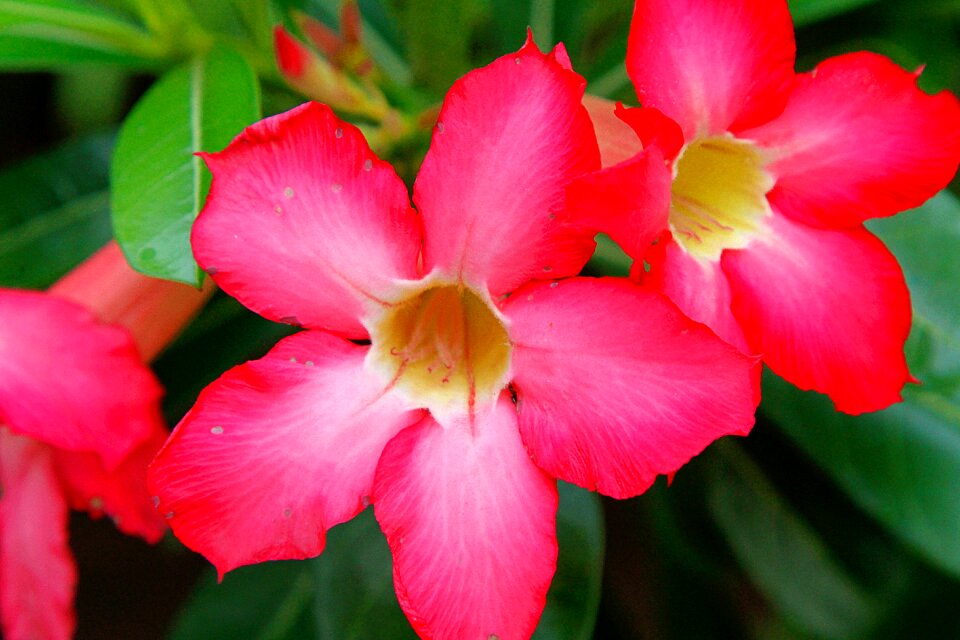 Bloom nature plant