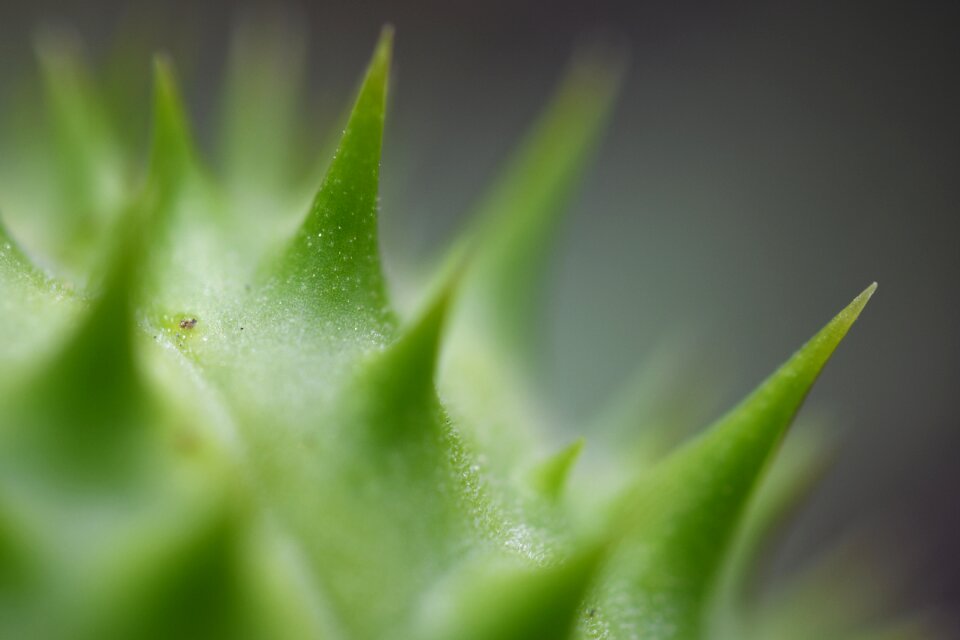 Spikes wildlife closeup