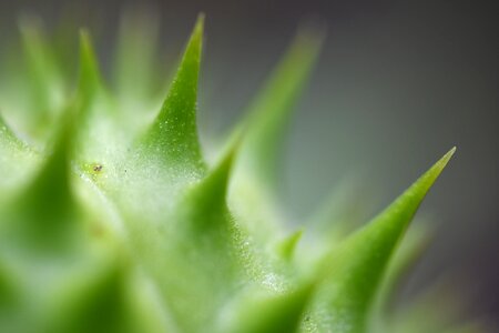 Spikes wildlife closeup
