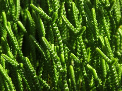 Garden plants green