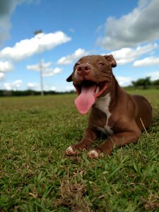 Sky pitbull colombia