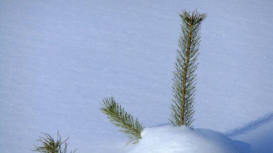 In winter pine loneliness