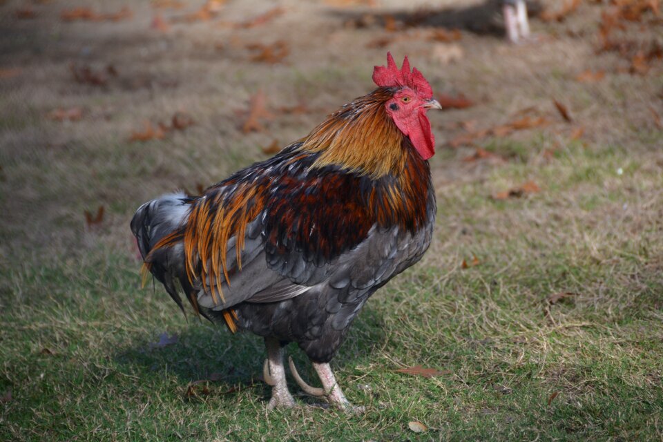 Plumage farm poultry