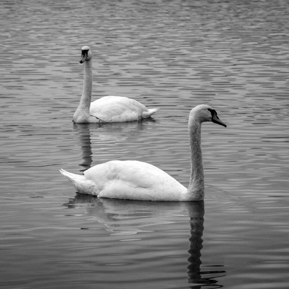 Black-white water fauna