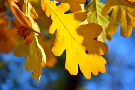 Color tree leaves