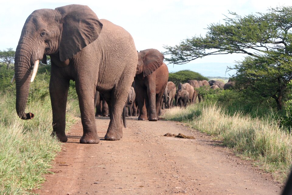 Nature africa safari