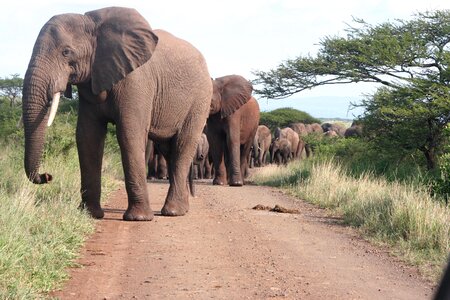 Nature africa safari photo