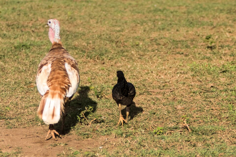 Cienaga de zapata turkey chicken