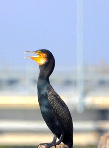 Cormorant bird nero