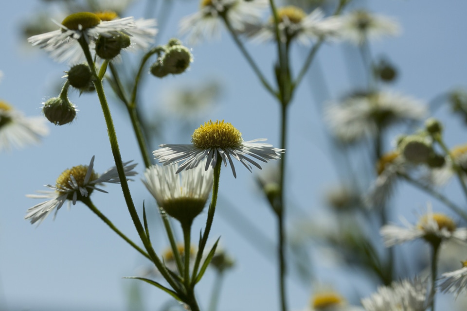 Flowers blossom bloom