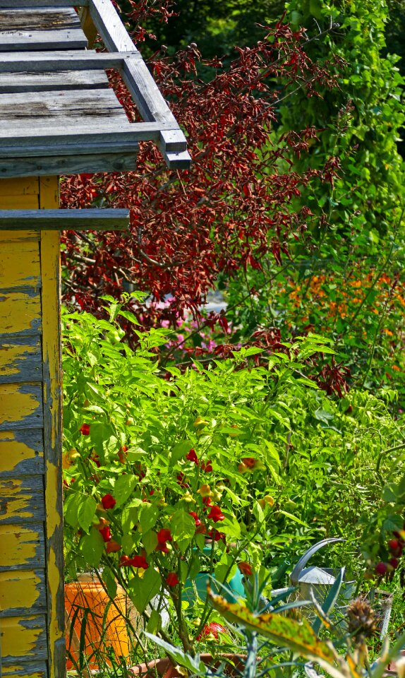 Shrubs watering can wood