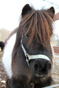 Horse pony animals