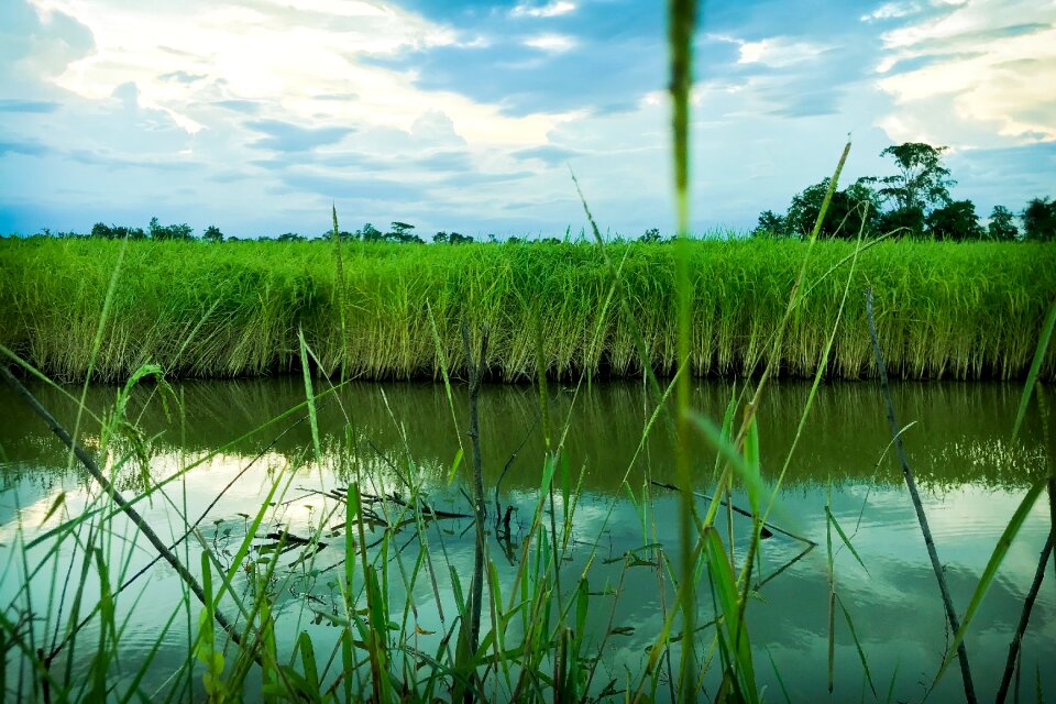 Rice information sky