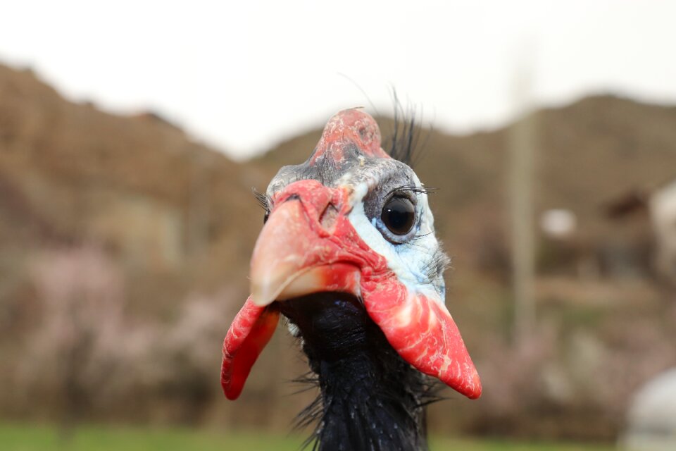 Guinea fowl iranian chicken chicken