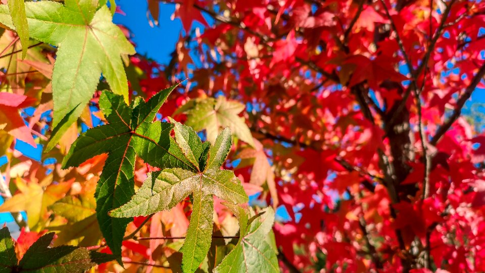 Maple tree nature photo