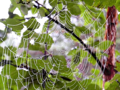 Nature cobweb droplets