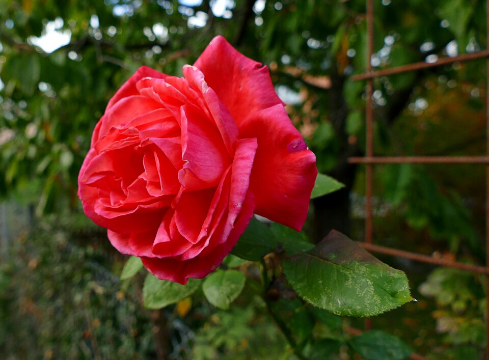 Garden plant red