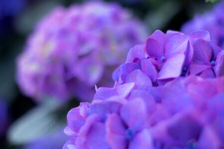 Hydrangea purple flower photo
