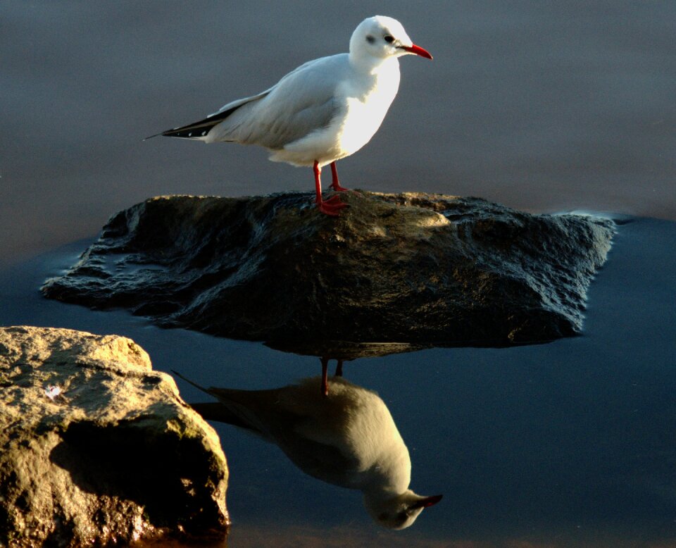 Reflections wildlife rock