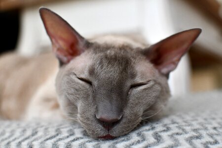 Satisfied comfy